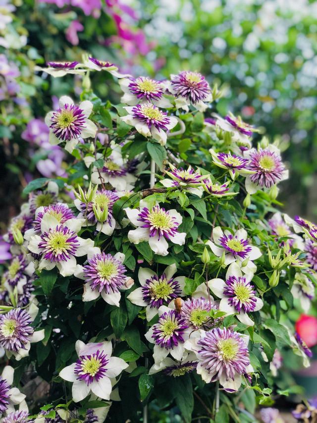 樓頂露臺適合種什么菜（100頂樓露臺一半種花一半種菜）(12)