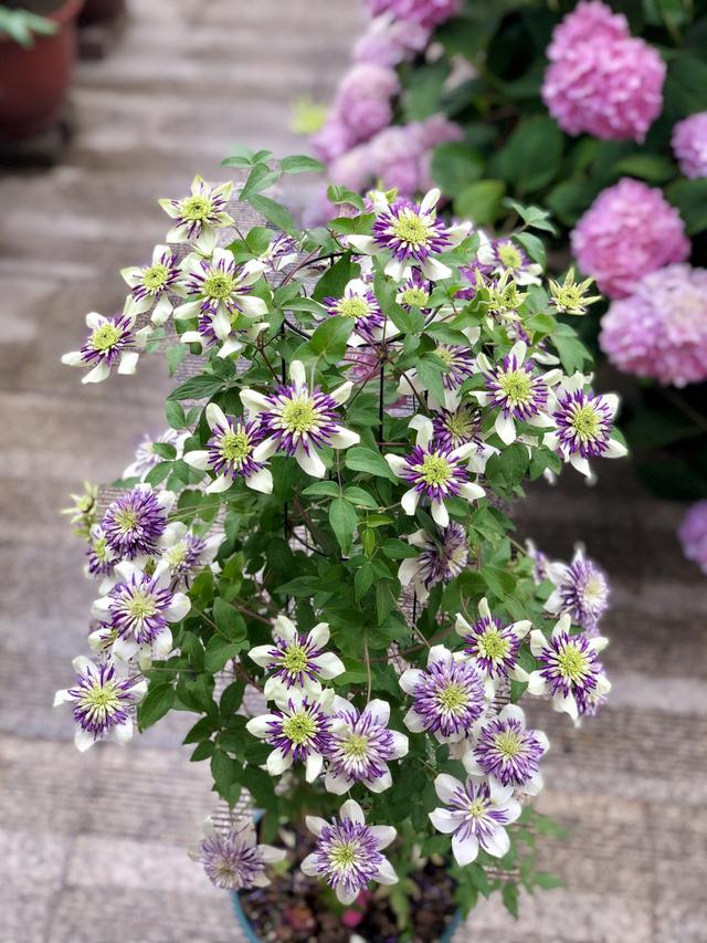 樓頂露臺適合種什么菜（100頂樓露臺一半種花一半種菜）(11)