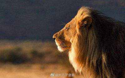 ?強者獨行，弱者成群 猛獸總是獨行，牛羊才成群結隊……